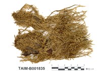 藏品(毛青苔)的圖片